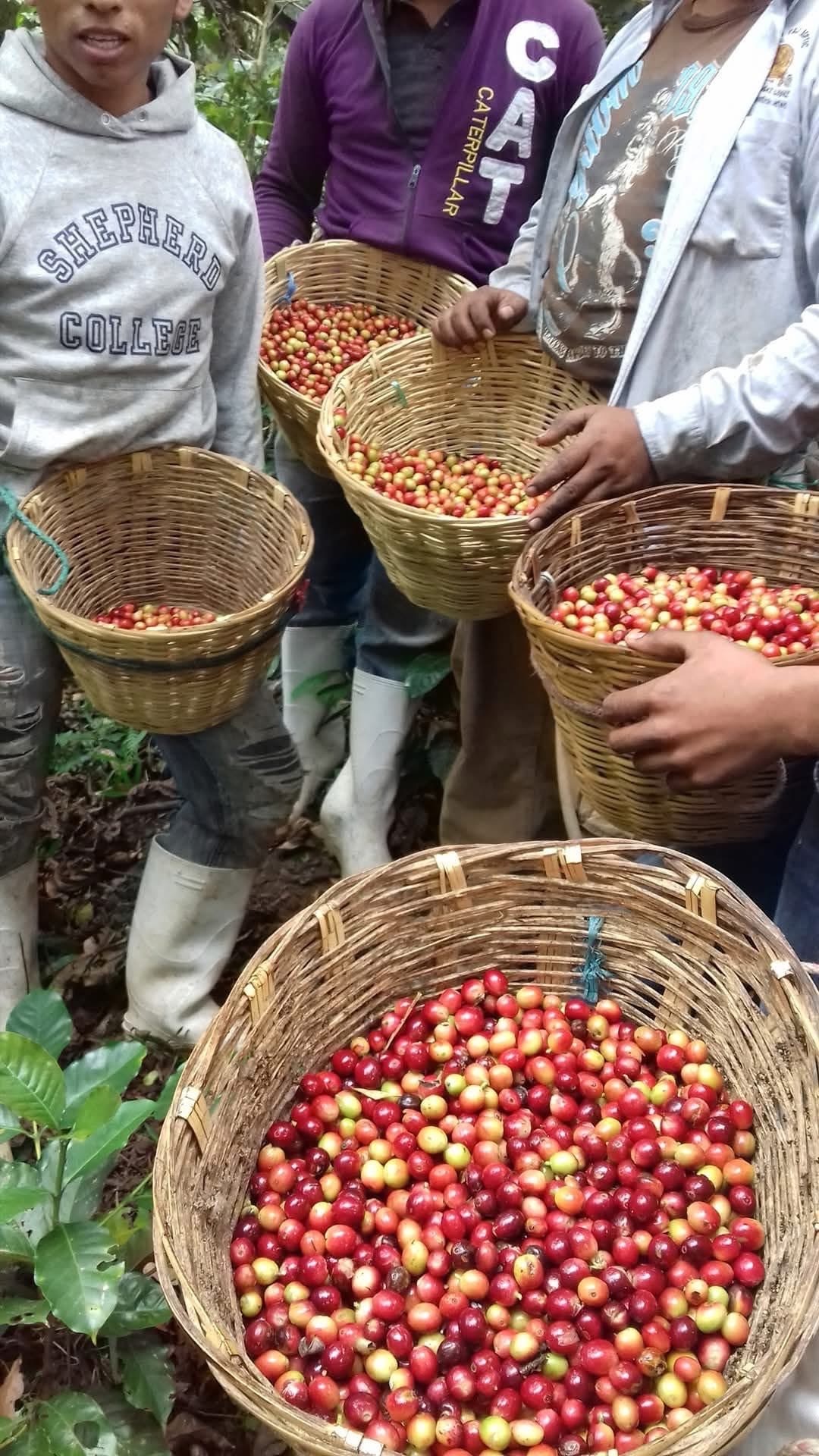 Productores clasificando cerezas de café recién cosechadas en canastas